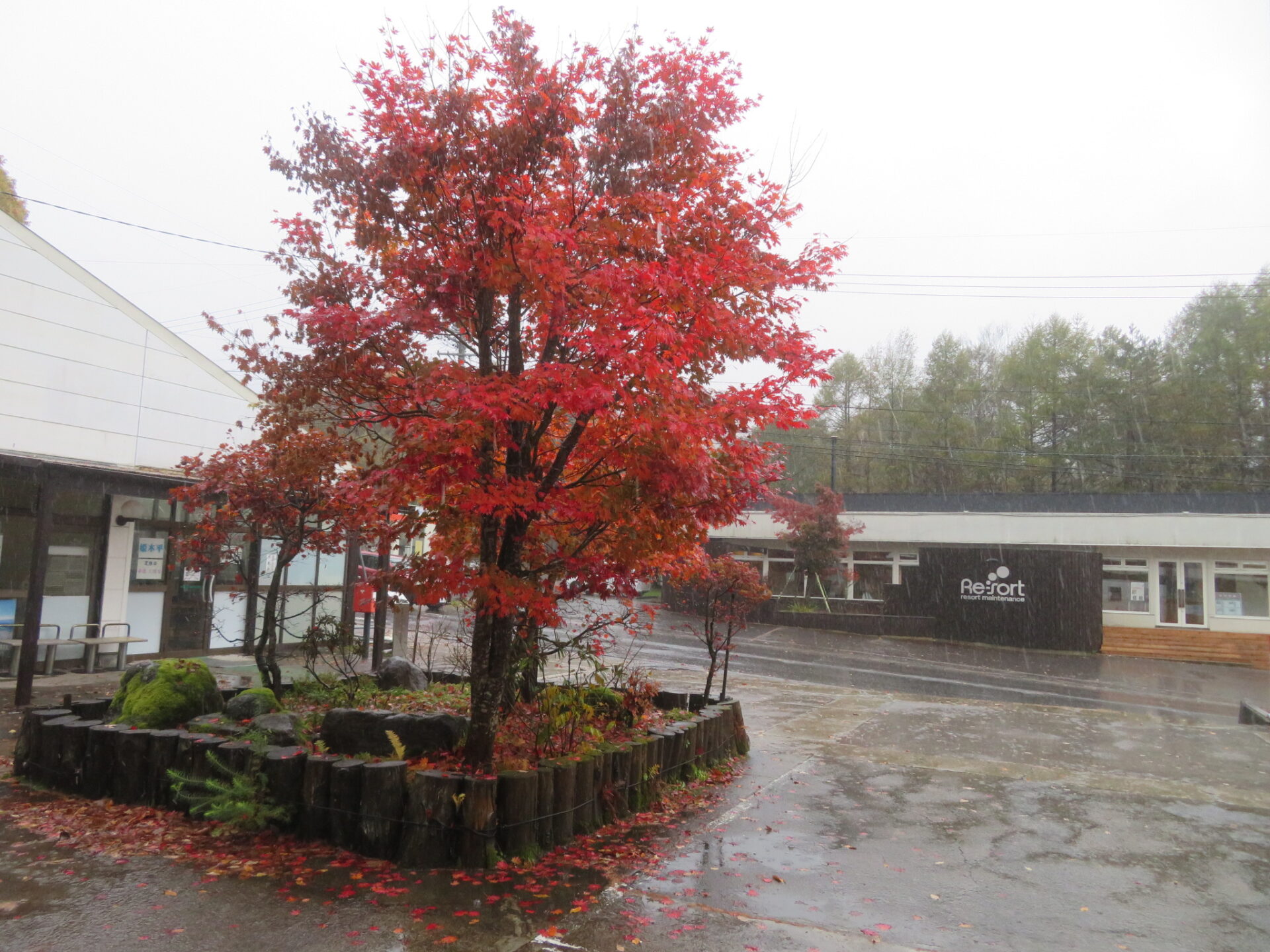 今日は雨・・・