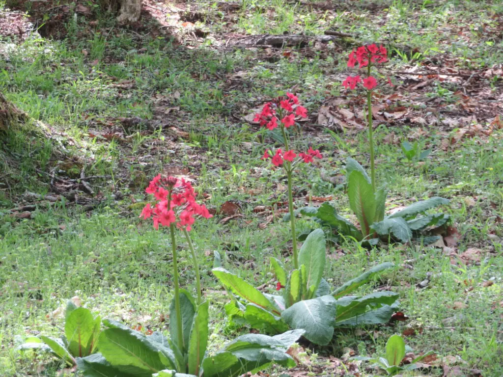 クリンソウ・・・ | 姫木の森 有限会社 | 長野県小県郡長和町 | 姫木平