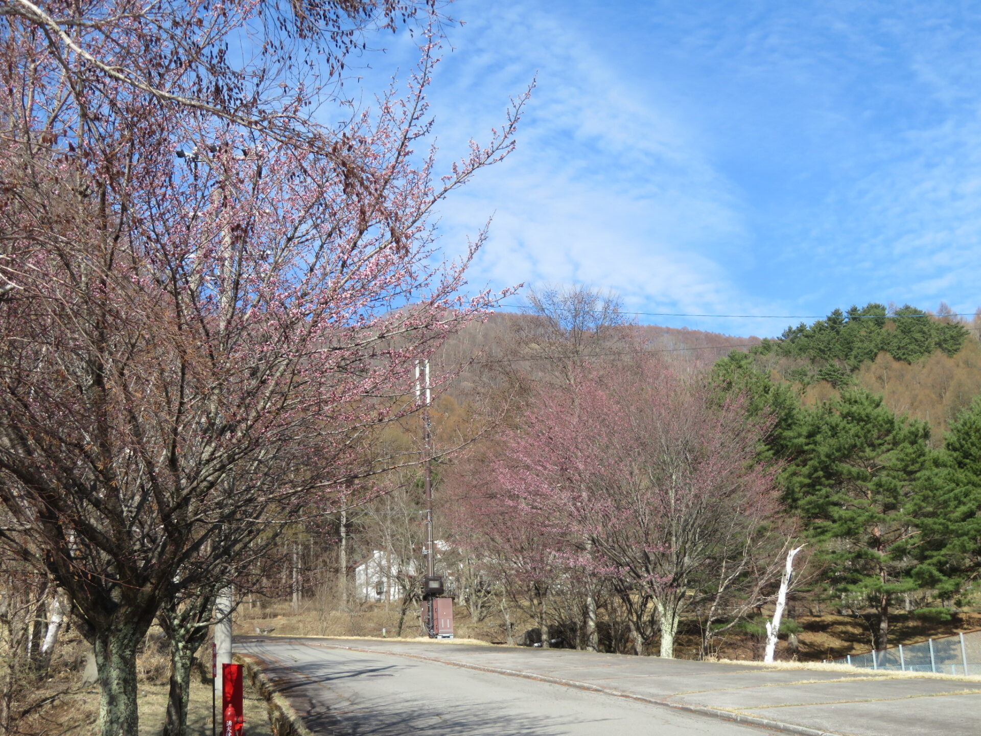 芽吹きの季節・・・