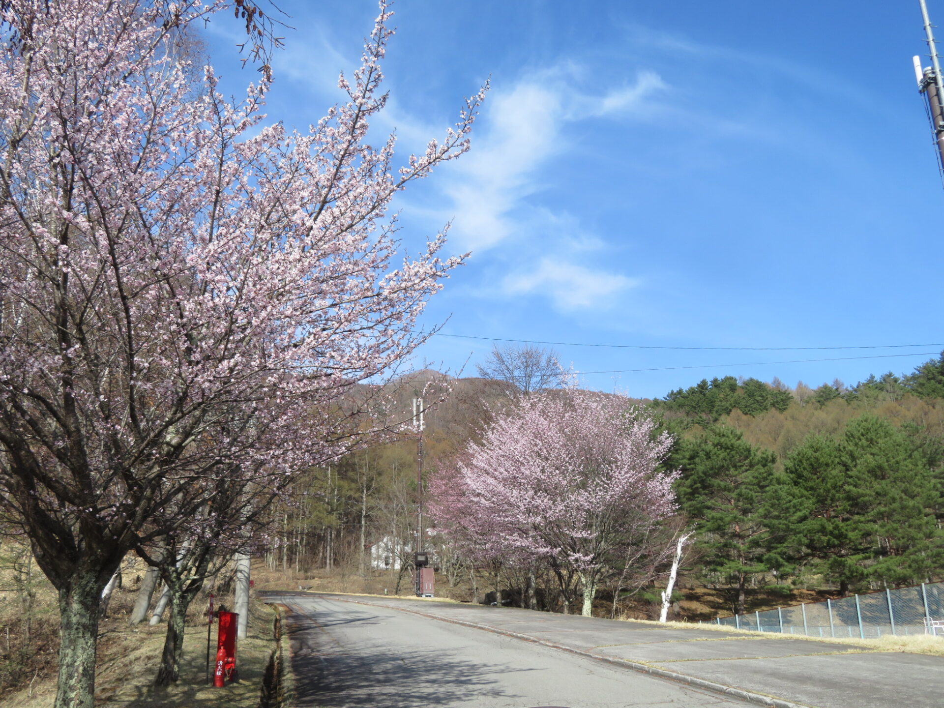 りんどうの郷 桜 今朝・・・